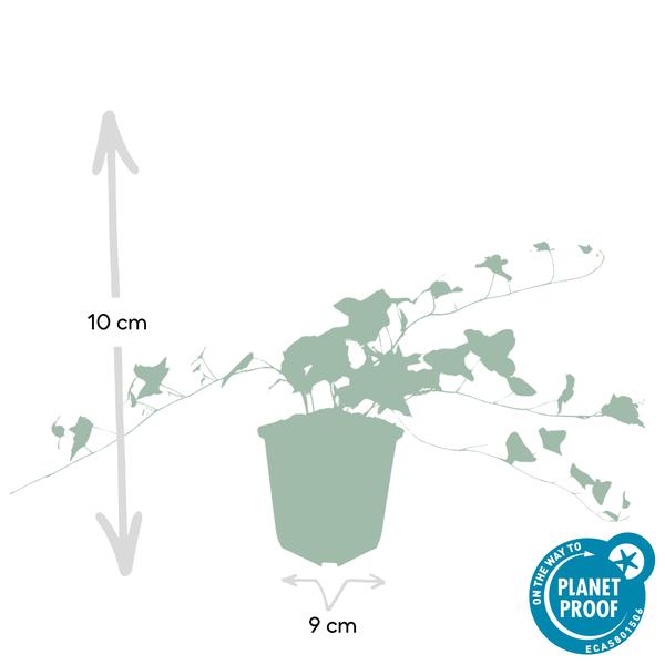 40x Hedera helix 'Glacier' - ↕10-25cm - Ø9cm