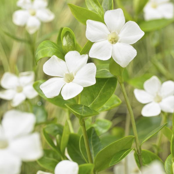 60x Vinca minor 'Alba' - ↕10-25cm - Ø9cm