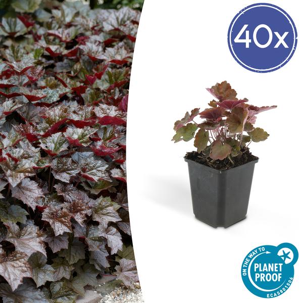 40x Heuchera mic. 'Palace Purple' - ↕10-25cm - Ø9cm