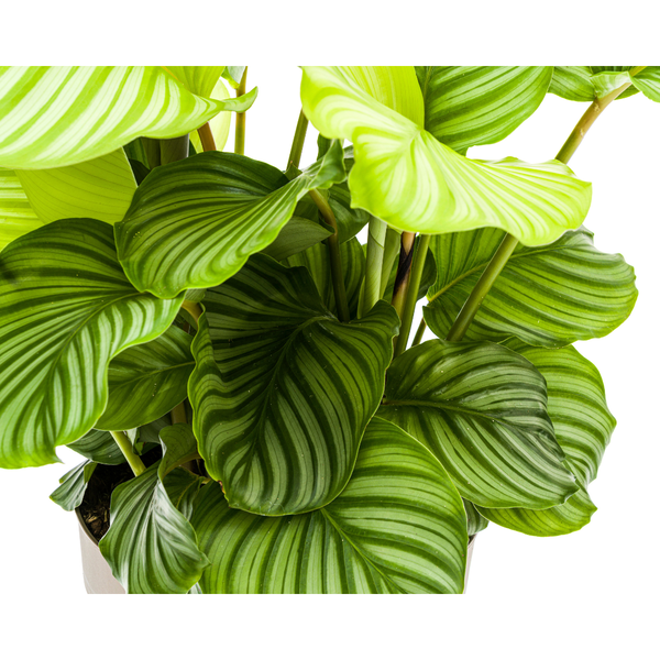 Calathea Orbifolia Ø27cm - ↕70 - 90cm