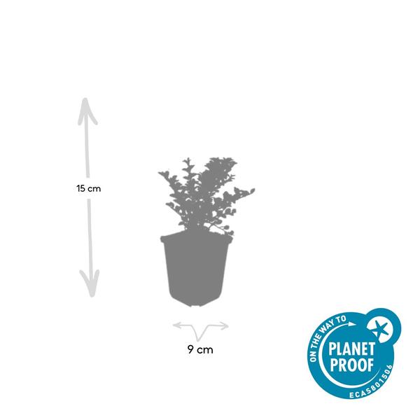 12x Cotoneaster horizontalis - ↕10-25cm - Ø9cm