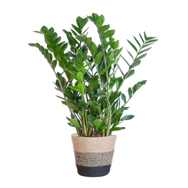 Zamioculcas Zamiifolia met Mand Lissabon zwart - 80cm - Ø21