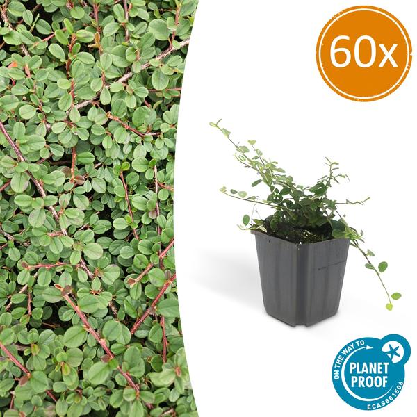 60x Cotoneaster pr. 'Queen of Carpets' - ↕10-25cm - Ø9cm