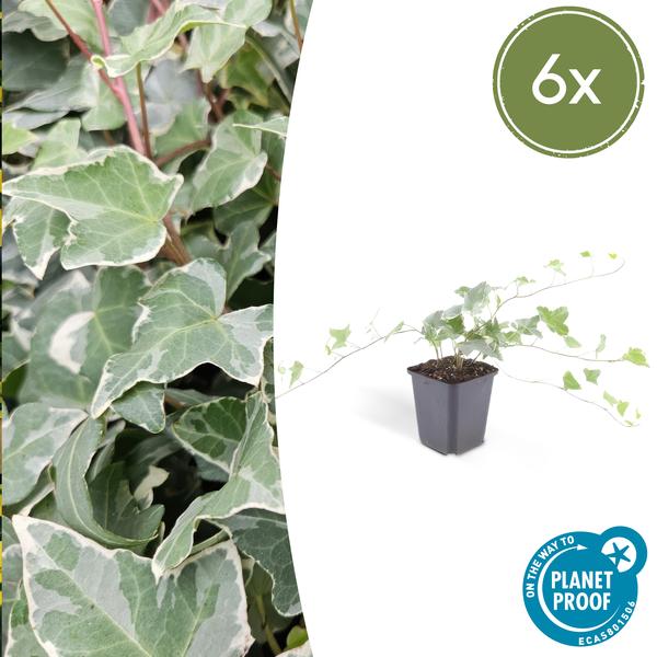 6x Hedera helix 'Glacier' - ↕10-25cm - Ø9cm