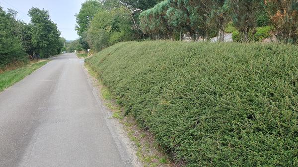 40x Cotoneaster suec. 'Coral Beauty' - ↕10-25cm - Ø9cm