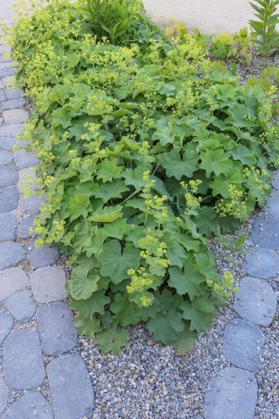 60x Alchemilla mollis - ↕10-25cm - Ø9cm