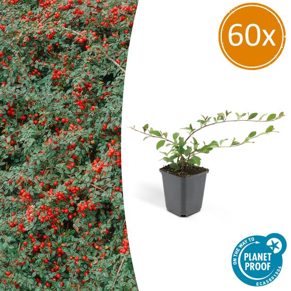 60x Cotoneaster dammeri - ↕10-25cm - Ø9cm