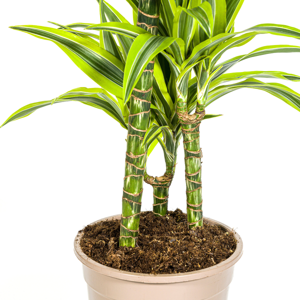 Dracaena Deremensis Lemon Lime Ø21cm - ↕90 - 110cm