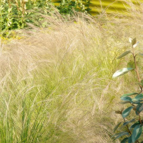 6x Stipa tenuissima 'Ponytails' - ↕10-25cm - Ø9cm