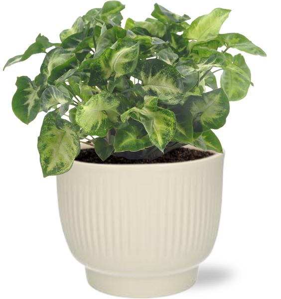 Syngonium Pixie - Ø12cm - ↕20cm + Potenza Rib Pot D13x11cm - Wit