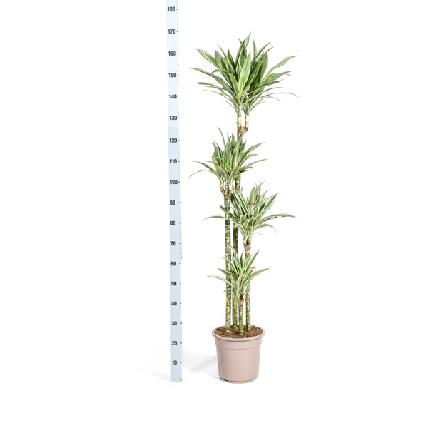 Dracaena Deremensis White Stripe Ø27cm - ↕170 - 190cm