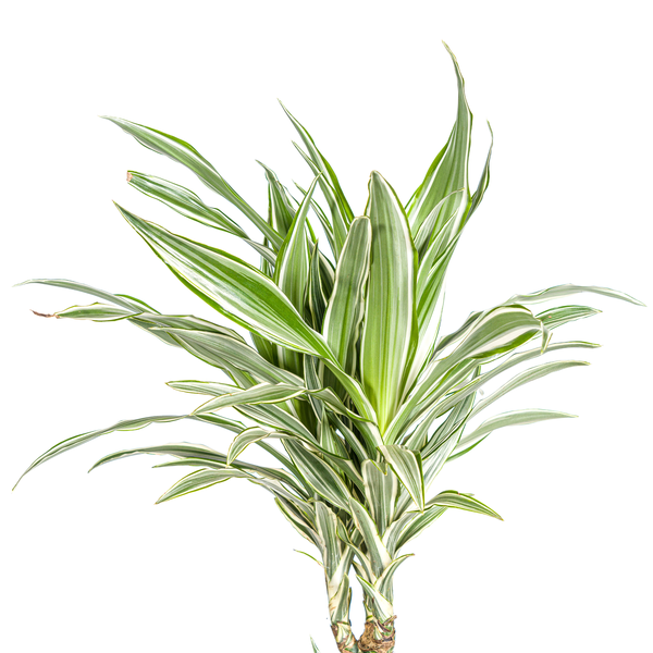 Dracaena Deremensis White Stripe Ø24cm - ↕130 - 150cm