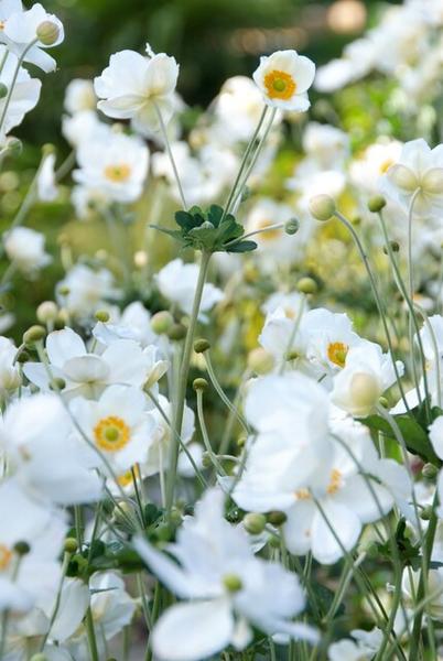 40x Anemone hyb. 'Honorine Jobert' - ↕10-25cm - Ø9cm