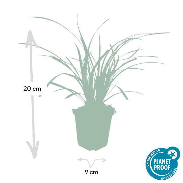 40x Carex morrowii 'Ice Dance' - ↕10-25cm - Ø9cm