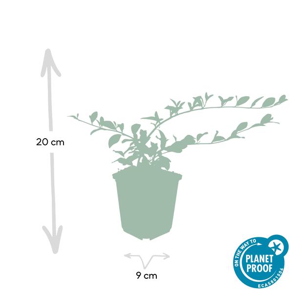 12x Cotoneaster dam. 'Major' - ↕25cm - Ø9cm