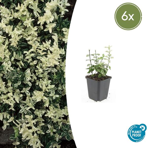 6x Euonymus fort. 'Harlequin' - ↕10-25cm - Ø9cm