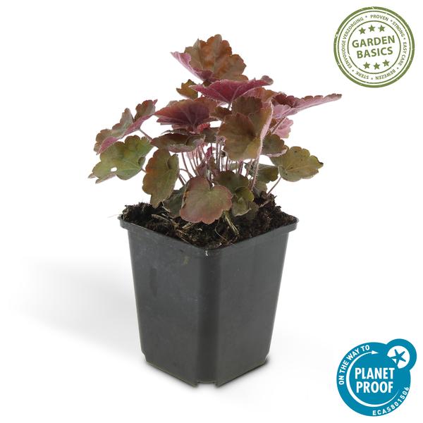 60x Heuchera mic. 'Palace Purple' - ↕10-25cm - Ø9cm