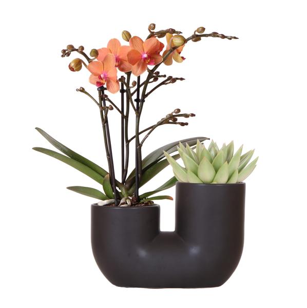 Kolibri Orchids | Set van oranje orchidee Bolzano en succulent in Tube sierpot black - potmaat Ø9cm | bloeiende kamerplant - vers van de kweker