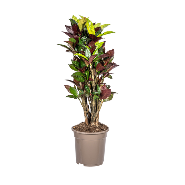 Codiaeum 'Croton' Iceton Ø21cm - ↕60 - 80cm