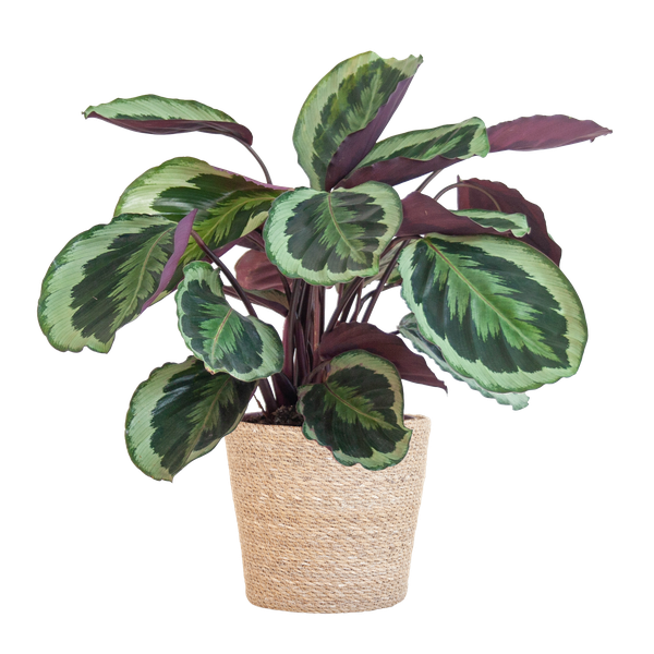 Calathea Medaillon met Sofia mand naturel - 65cm - Ø19