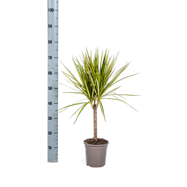 Dracaena Marginata Sunray Ø17cm - ↕60 - 80cm