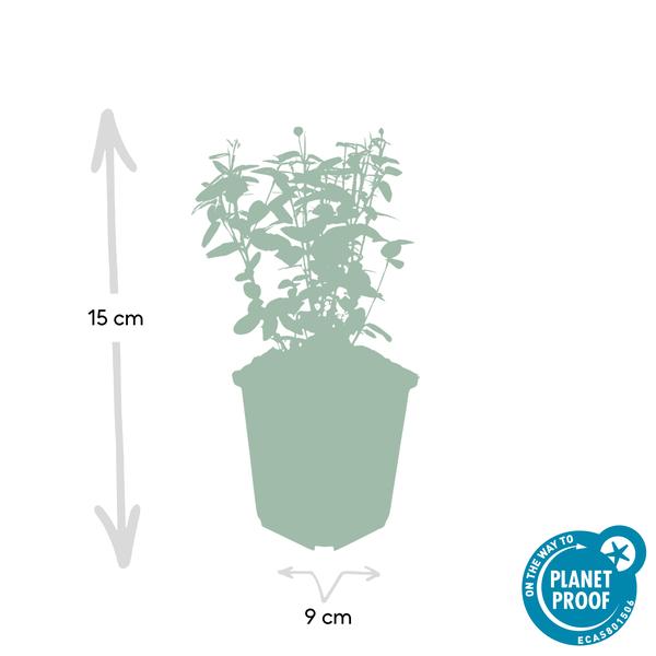 Euonymus fortunei radicans - ↕10-25cm - Ø9cm - 12x