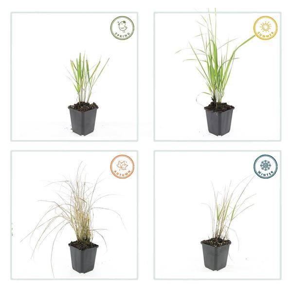 6x Calamagrostis acut. 'Karl Foerster'  - ↕10-25cm - Ø9cm