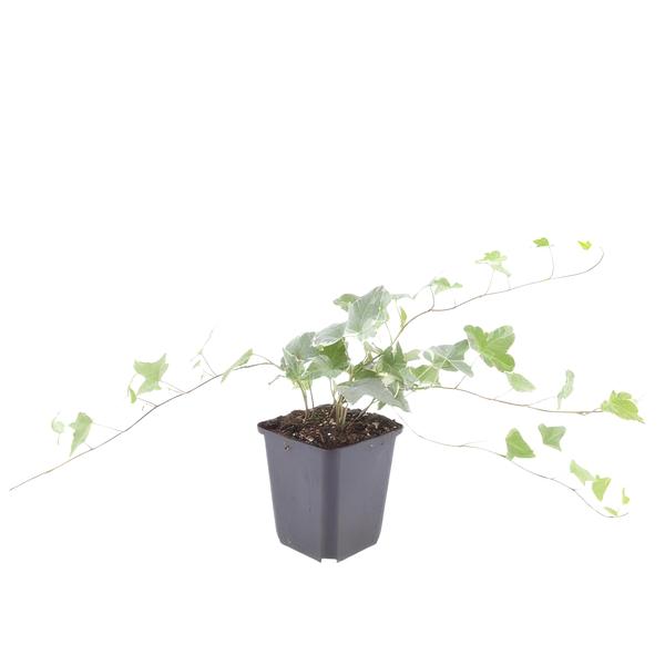 Hedera helix 'Glacier' - ↕10-25cm - Ø9cm - 20x