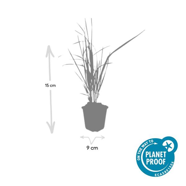 6x Calamagrostis acut. 'Karl Foerster'  - ↕10-25cm - Ø9cm