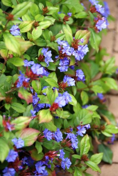 20x Ceratostigma plumbaginoides  - ↕10-25cm - Ø9cm