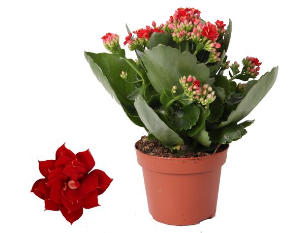 Kalanchoe Rosalina Don Justino Rood - Ø12cm - ↕27cm