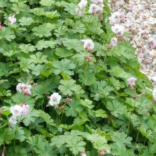 Geranium cant. 'Biokovo' - ↕10-25cm - Ø9cm  - 12x