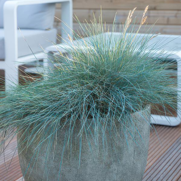 6x Festuca glauca 'Elijah Bleu' - ↕10-25cm - Ø9cm