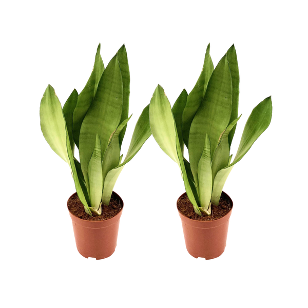 Sansevieria Moonshine - 2 stuks - Ø12cm - ↕35cm