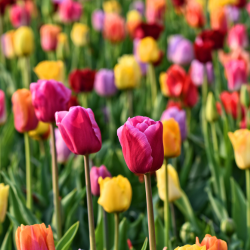 Tulpen Mix - Tulpenbollen 20 stuks