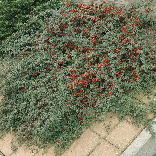 6x Cotoneaster dam. 'Major' - ↕25cm - Ø9cm