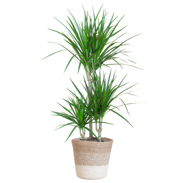 Dracaena Marginata met Lissabon mand wit - 95cm - Ø21