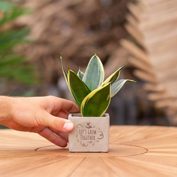 Congreet plantpots + Sansevieria | Let's grow together