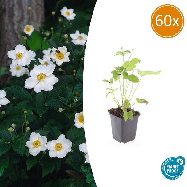 60x Anemone hyb. 'Honorine Jobert' - ↕10-25cm - Ø9cm