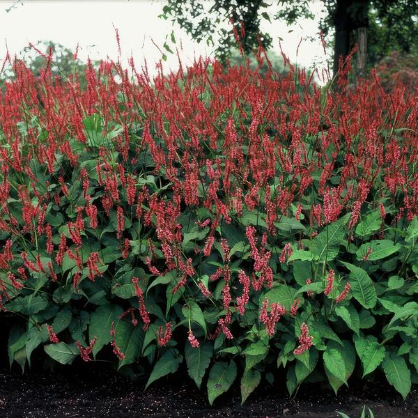 Persicaria amplexicaulis - ↕10-25cm - Ø9cm - 6x