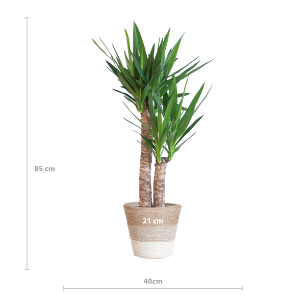 Yucca Elephantipes met Mand Lissabon wit - 90cm - Ø21