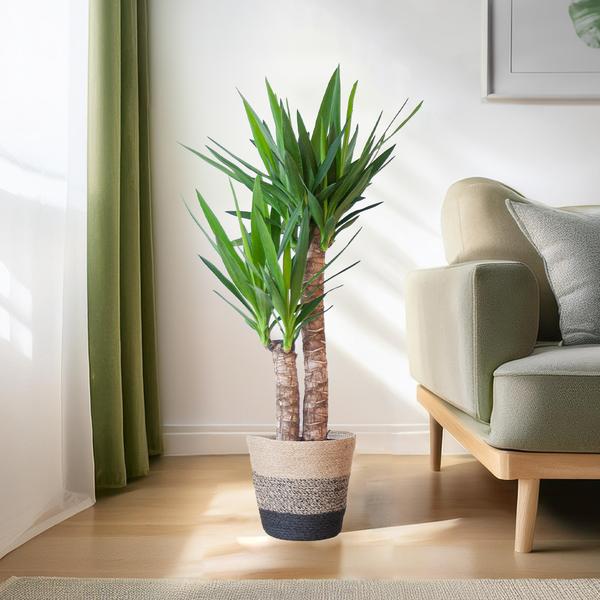 Yucca Elephantipes met Mand Lissabon zwart - 90cm - Ø21