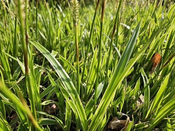 60x Carex morrowii 'Aureovariegata'  - ↕10-25cm - Ø9cm