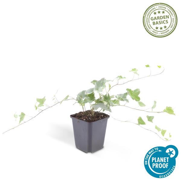 6x Hedera helix 'Glacier' - ↕10-25cm - Ø9cm