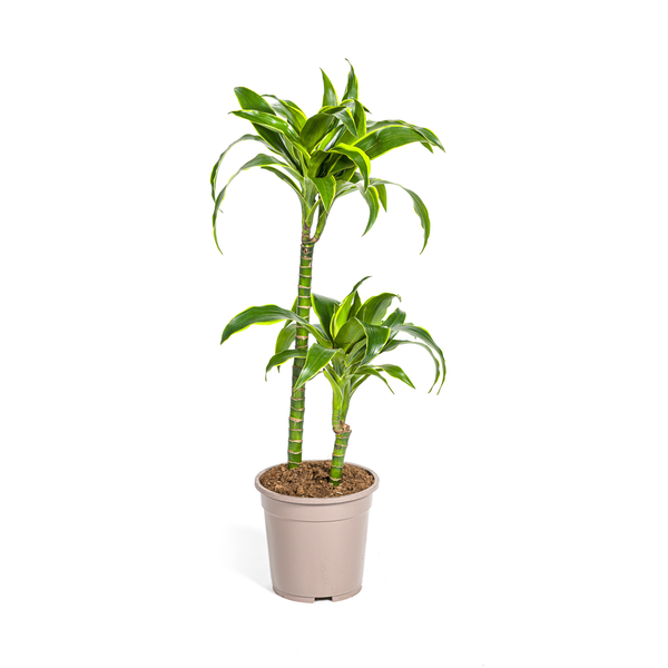 Dracaena Deremensis Dorado Ø19cm - ↕70 - 90cm