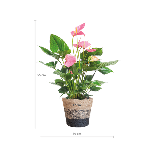 Anthurium Pink explosion met Lissabon mand zwart - 55cm - Ø17