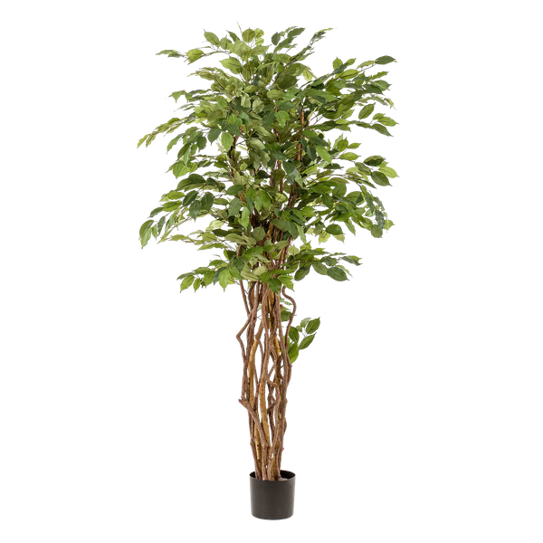 kunstplant - Ficus liana  - Vioolbladplant - 170cm