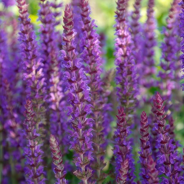 20x Salvia nem. 'Ostfriesland' - ↕10-25cm - Ø9cm