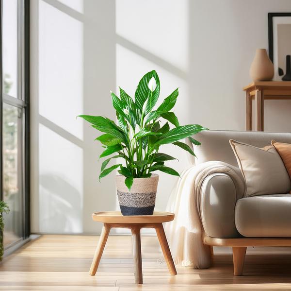 Spathiphyllum met Mand Lissabon zwart - 80cm - Ø21