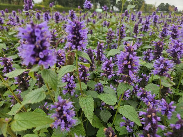 20x Agastache 'Blue Fortune' - ↕10-25cm - Ø9cm